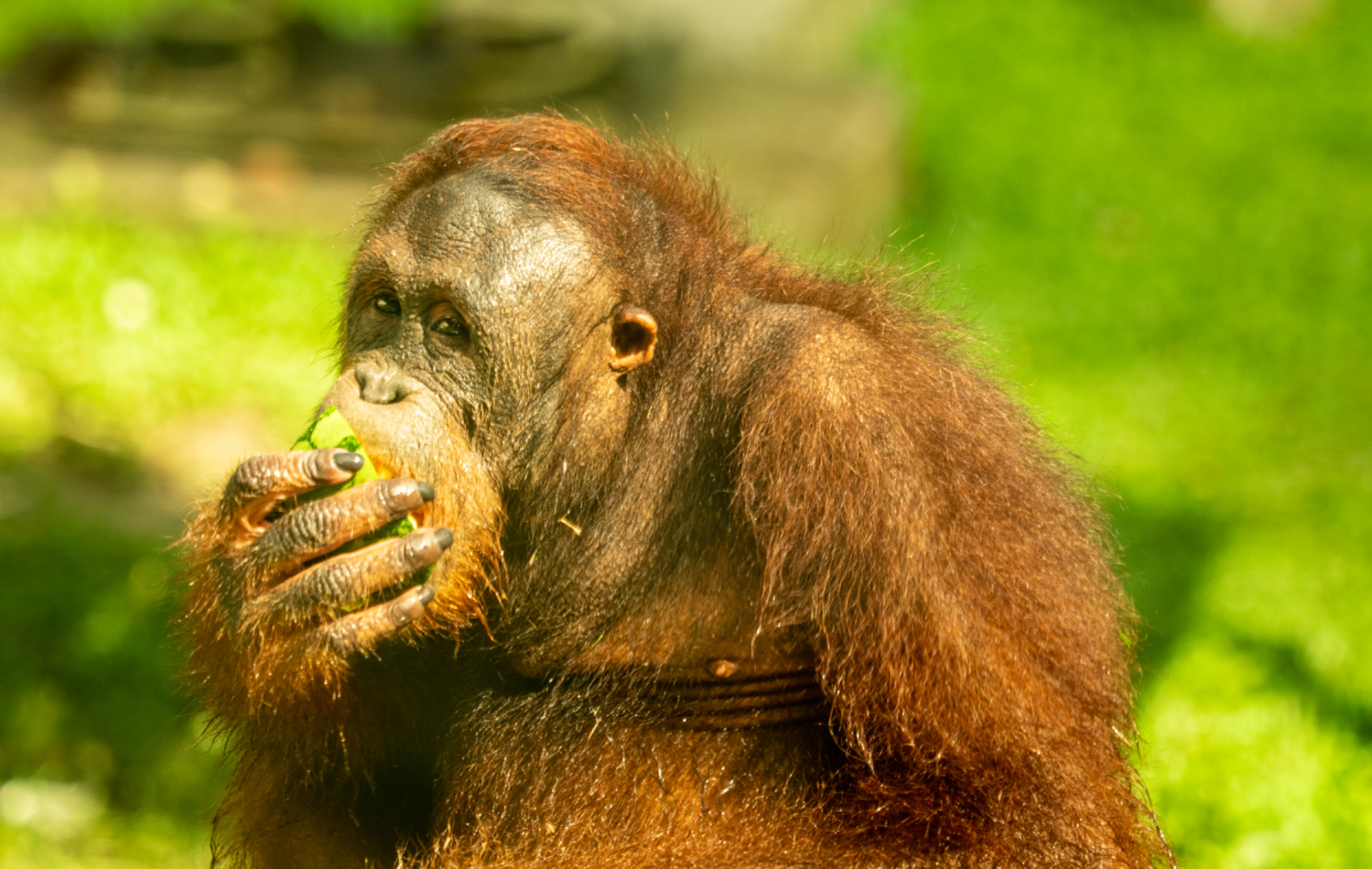 Orangutan male